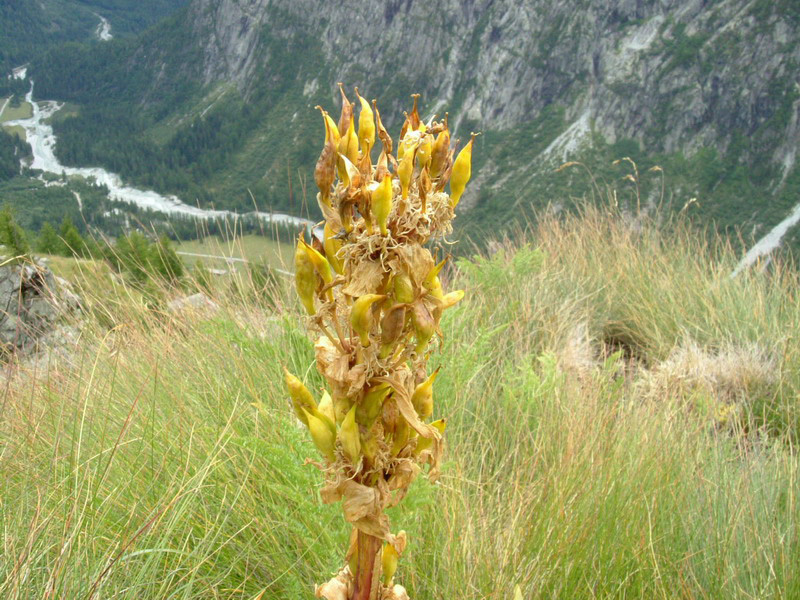 Alta val Genova 4 - Gentiana lutea