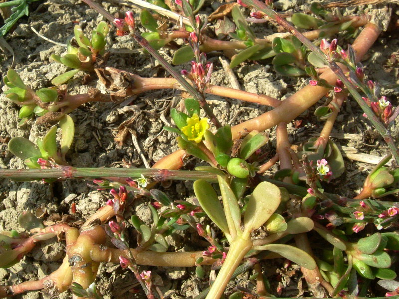 Nella stoppia 3 Portulaca oleracea