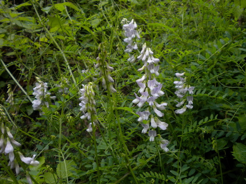 Vicia sylvatica L. / Veccia selvatica