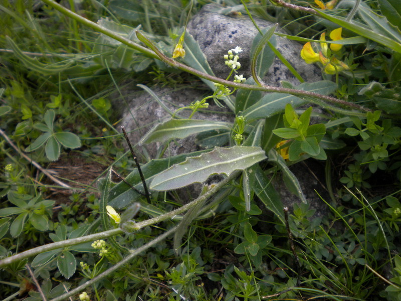 Da determinare 2 - Biscutella laevigata