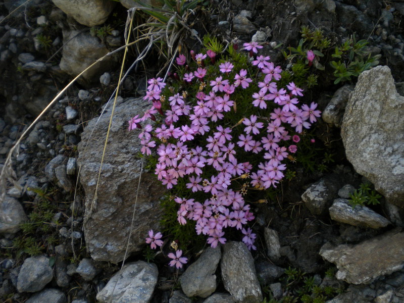 V.Aosta - Silene acaulis subsp.longiscapa