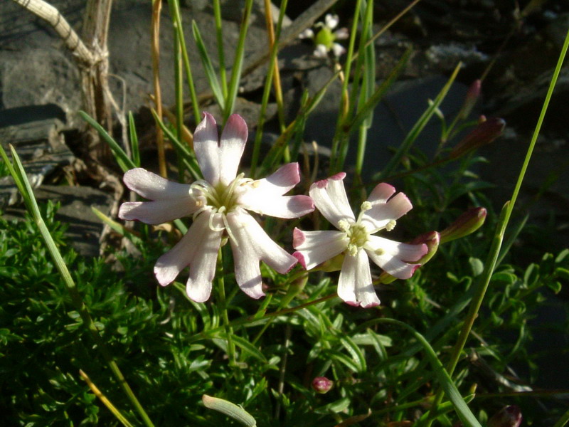 Silene saxifraga