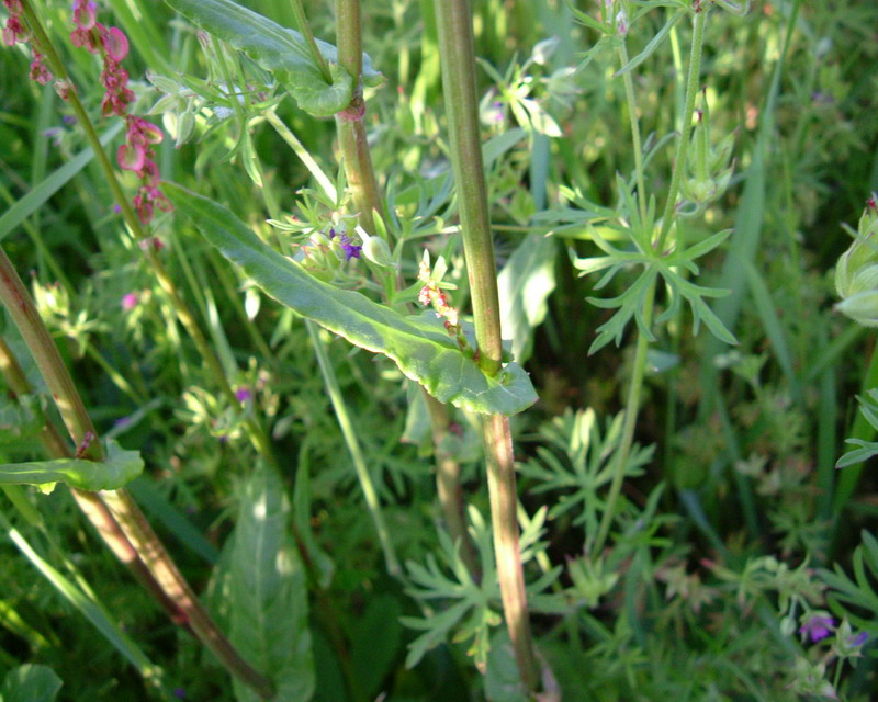 Rumex acetosa / Acetosa