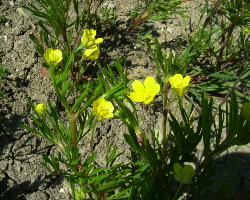 Ranunculus arvensis / Ranuncolo dei campi