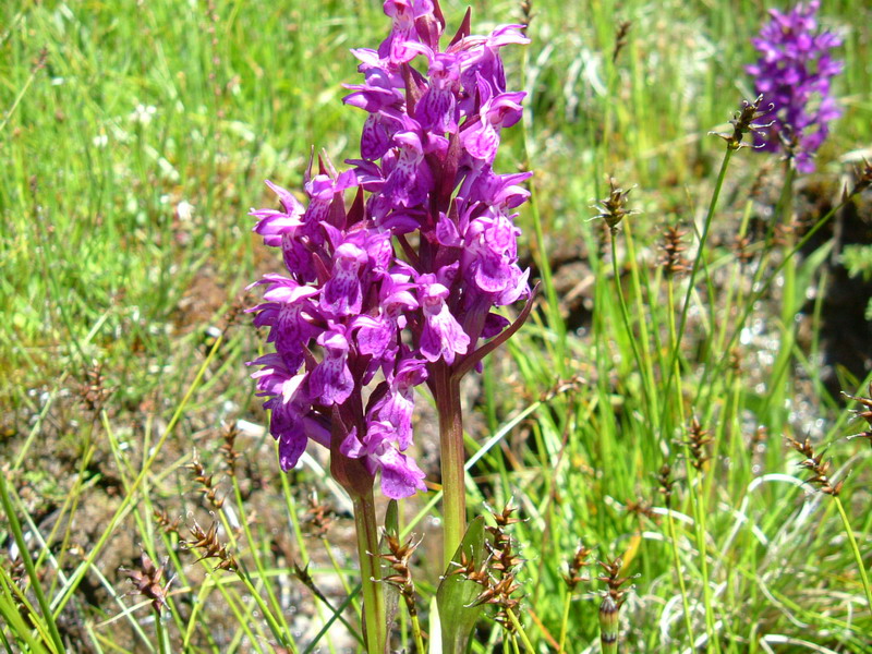 Dactylorhiza majalis ?