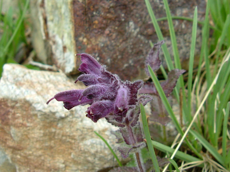 Alta Valfurva: Bartsia alpina