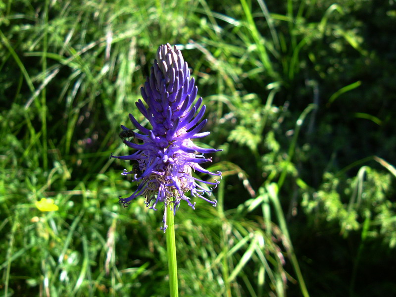 Flora alpina 4 - Phyteuma cfr. betonicifolium