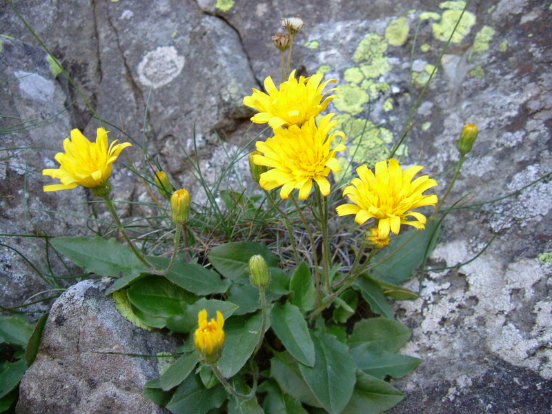 Ex parco del gigante4 - Hieracium sp.