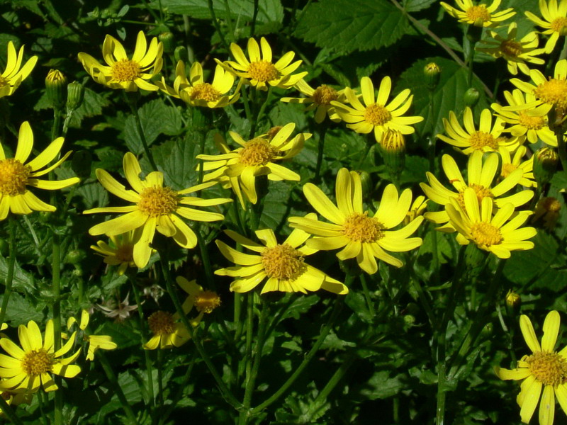 Da determinare - Senecio sp.