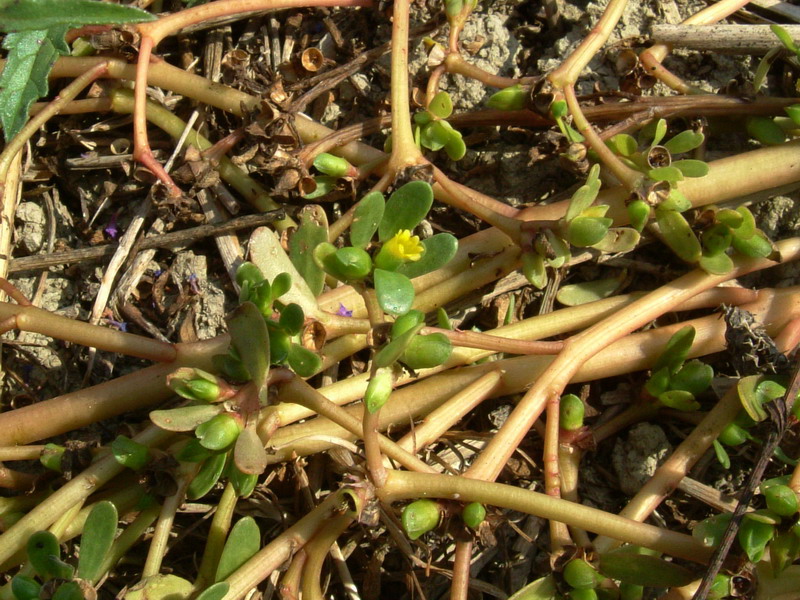 Nella stoppia 3 Portulaca oleracea