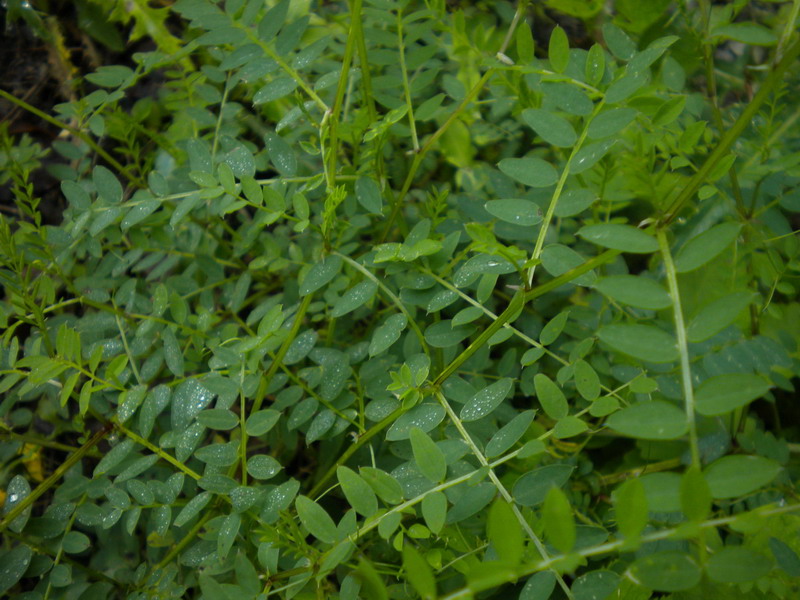 Vicia sylvatica L. / Veccia selvatica