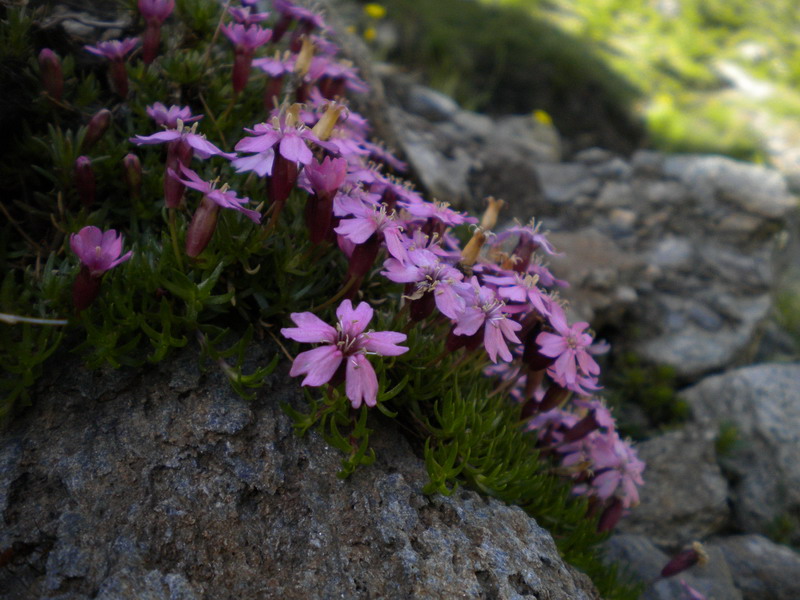 V.Aosta - Silene acaulis subsp.longiscapa