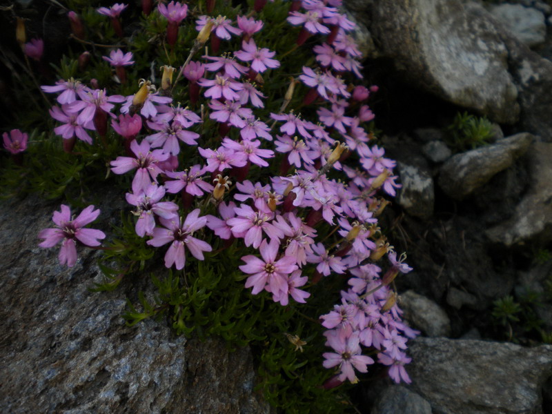 V.Aosta - Silene acaulis subsp.longiscapa