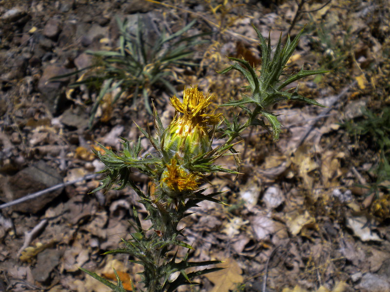 Carthamus lanatus