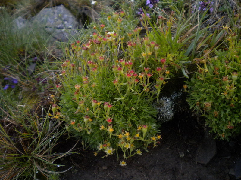 Saxifraga exarata subsp. moschata