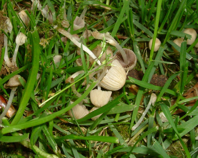 Coprinus ??