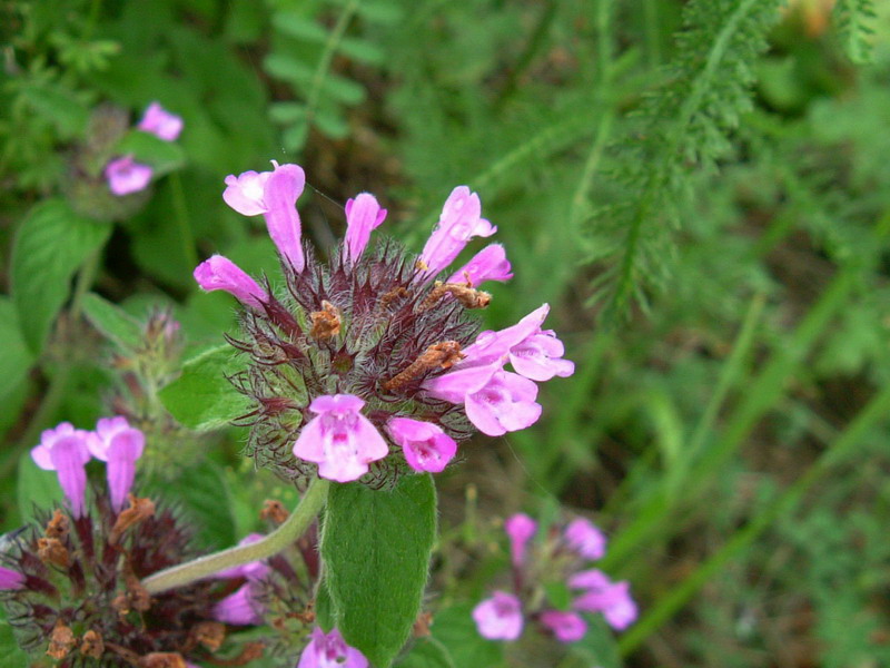 Clinopodium vulgare / Clinopodio dei boschi