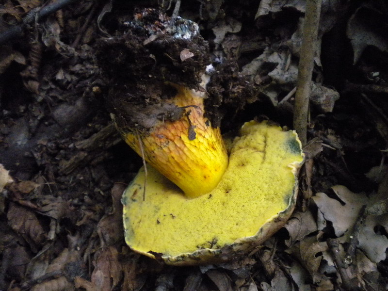 Boletus molto variabile