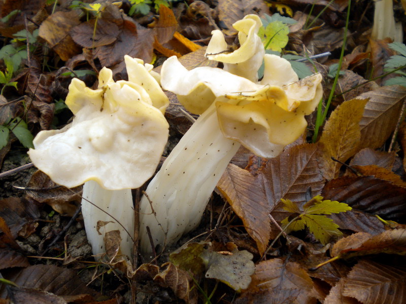 Helvella