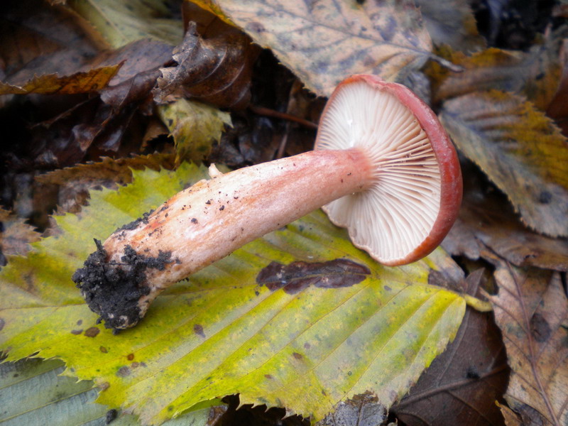 Lactarius