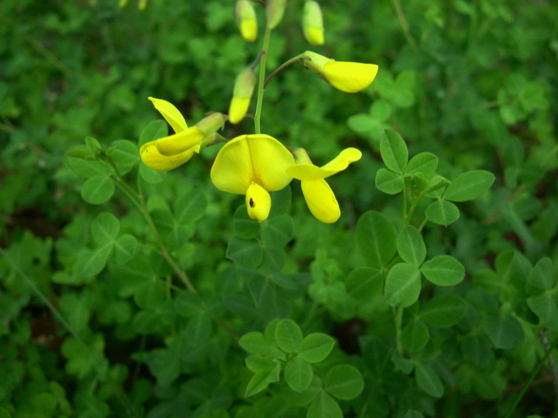 Cytisophyllum sessilifolium / Citiso a fg. sessili