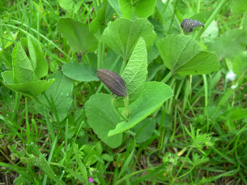 Aristolochia rotunda