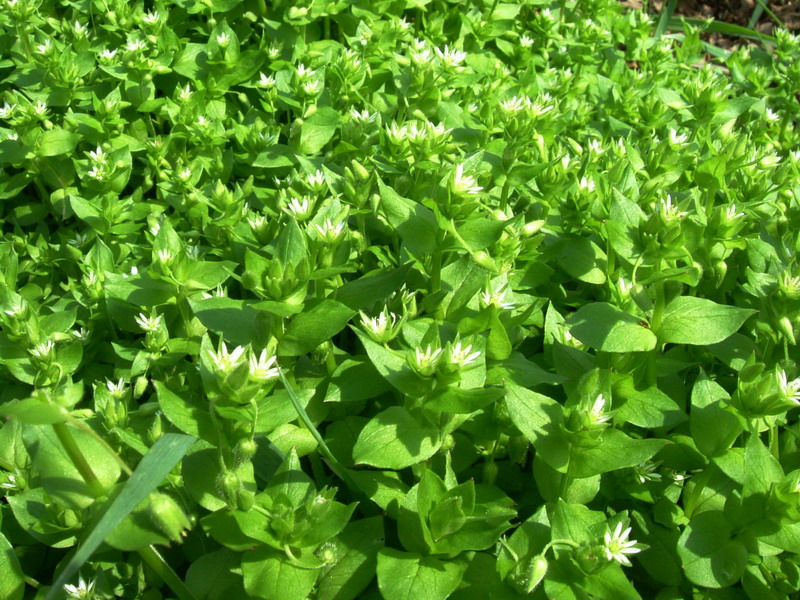 Tappeto verde - Stellaria media