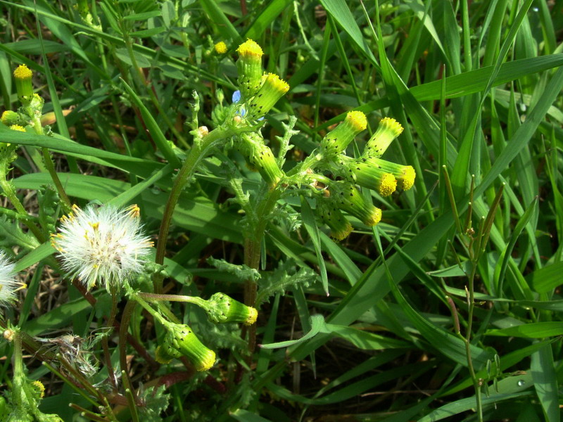 Senecio vulgaris / Senecione comune