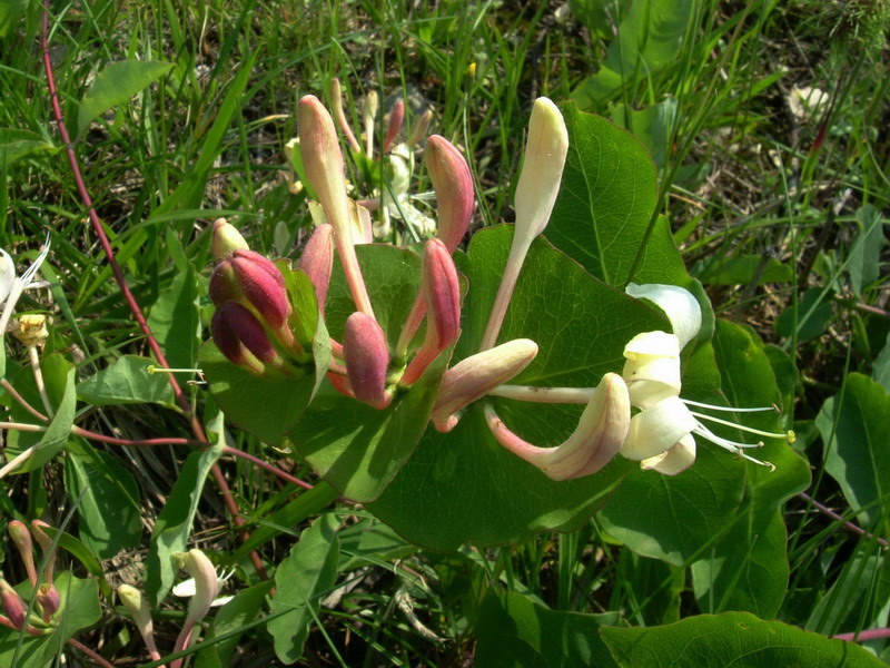 Lonicera implexa