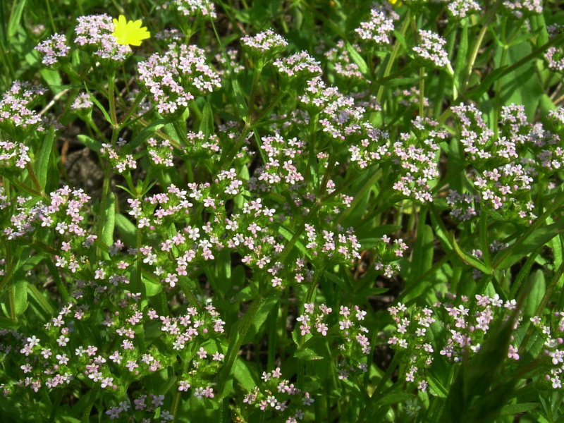 Valerianella sp.