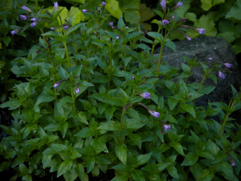 Epilobium alsinifolium (Myrtales - Onagraceae)