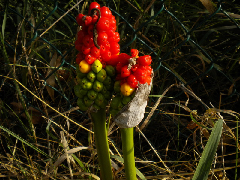 Arum italicum