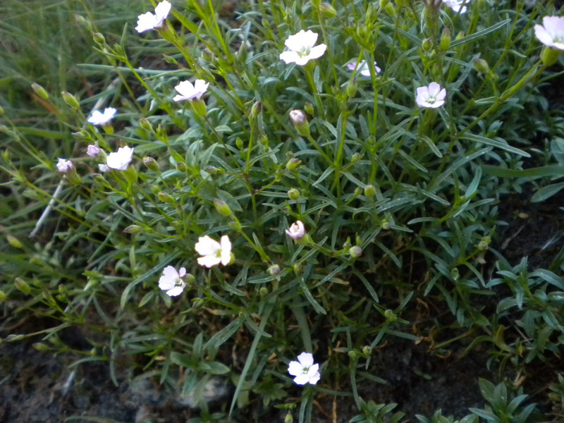 Silene pusilla  subsp. pusilla