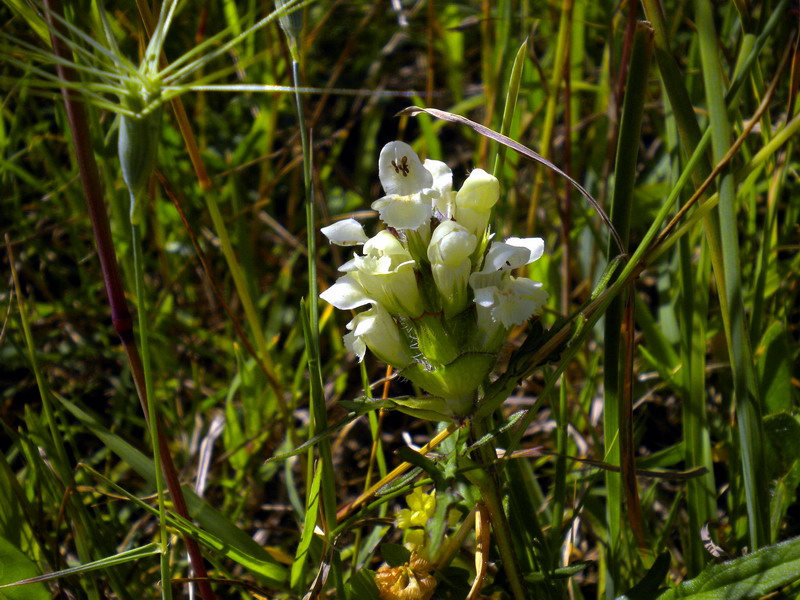 Prunella laciniata / Prunella gialla