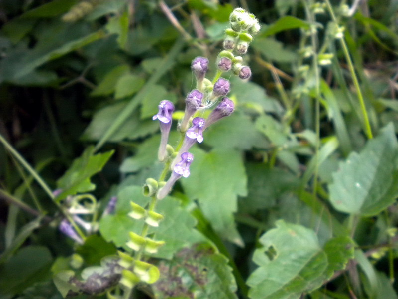 Scutellaria columnae / Scutellaria di Colonna