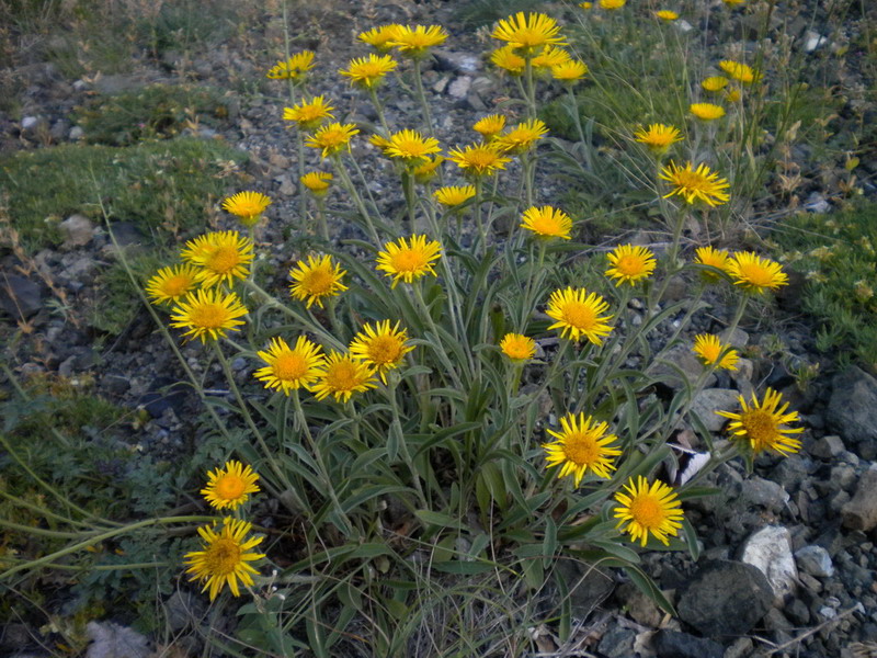 Pentanema montanum (=Inula montana) / Enula montana