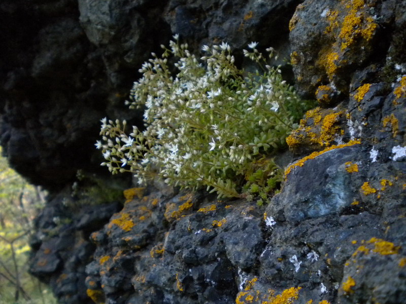 Sedum monregalense, Sedum album e Sedum sp.