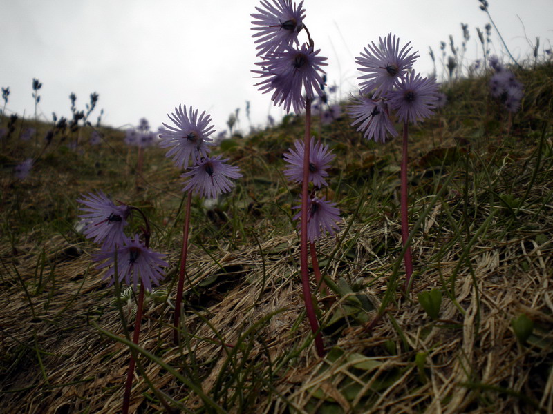 Soldanella alpina