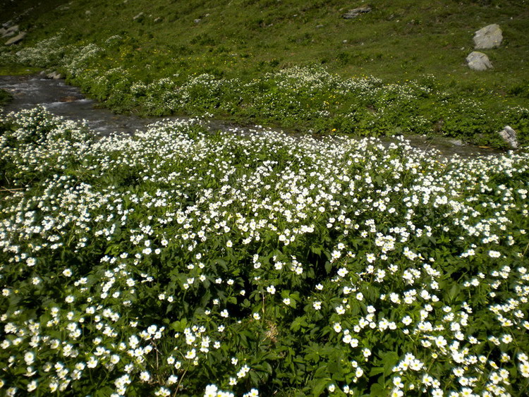 Ranunculus cfr. aconitifolius