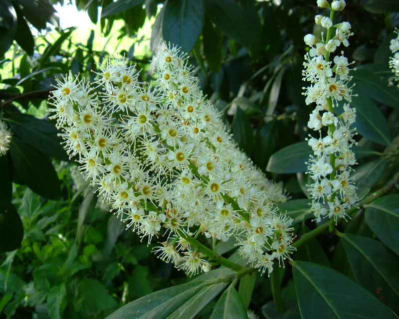 Prunus laucerasus / Lauroceraso