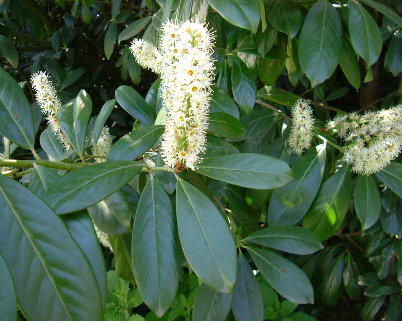 Prunus laucerasus / Lauroceraso