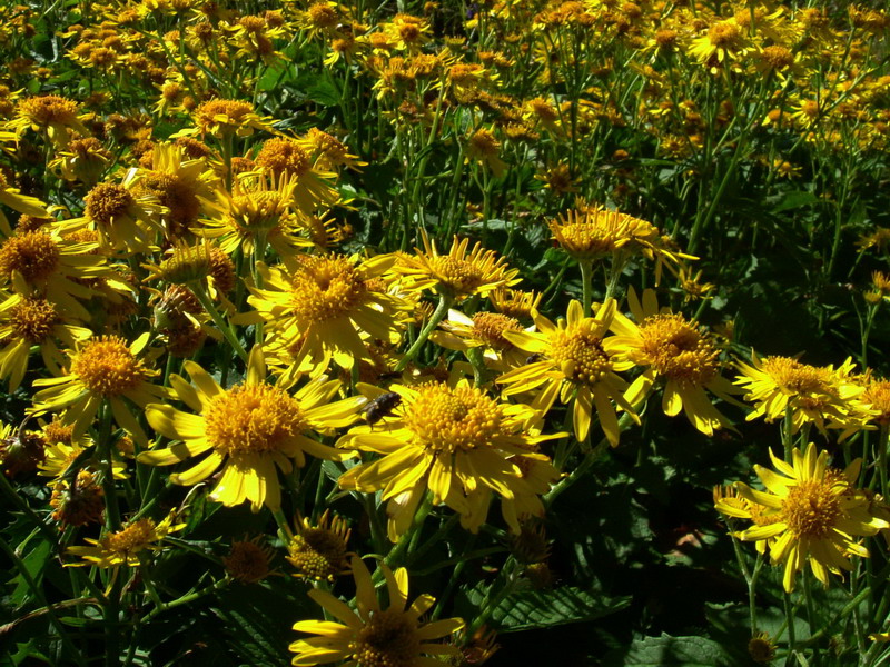 Jacobaea alpina (=Senecio alpinus) / Senecione alpino