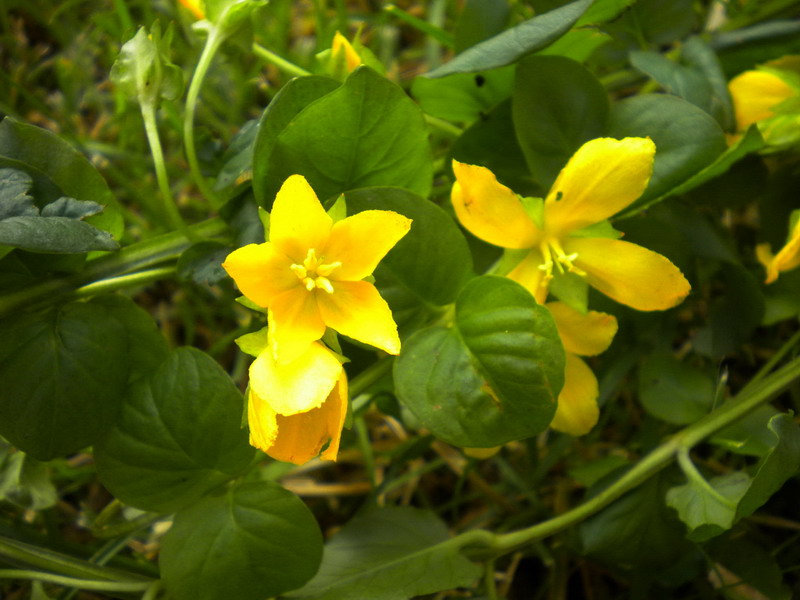 Lysimachia nummularia / Mazza d''oro minore