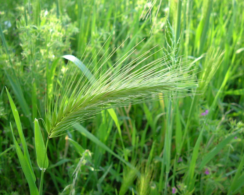 Hordeum murinum / Orzo selvatico