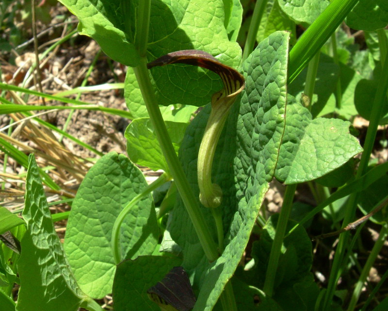 Aristolochia nera - Aristolochia rotunda