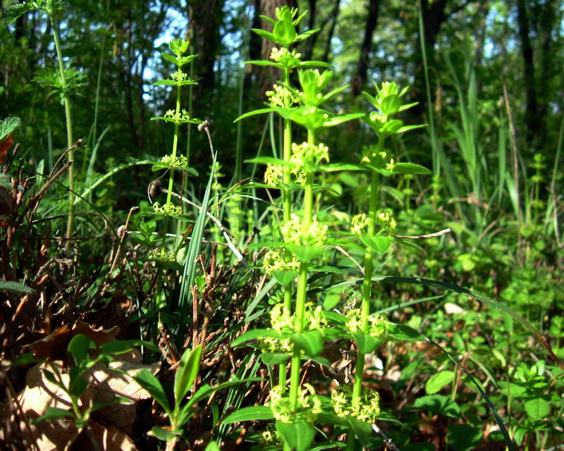 Cruciata glabra