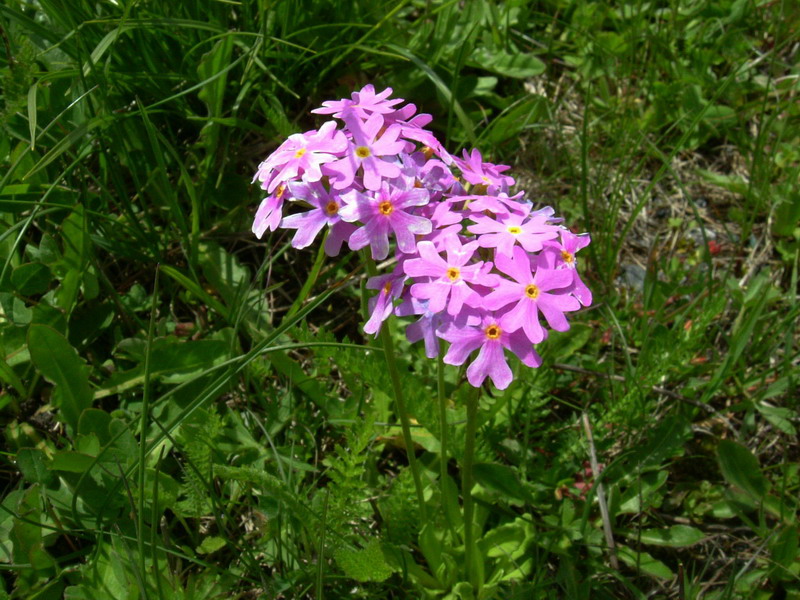 Primula farinosa / Primula farinosa