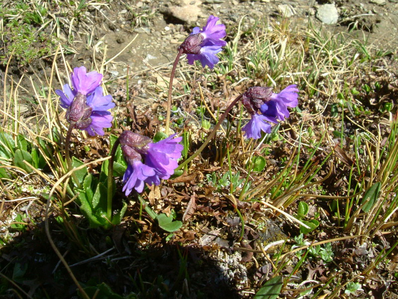 Primula glutinosa / Primula vischiosa