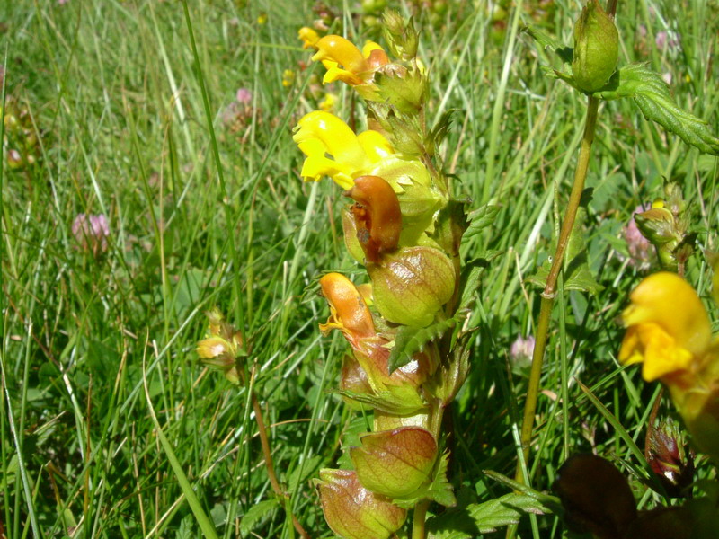 Fiore a becco - Rhinanthus sp.