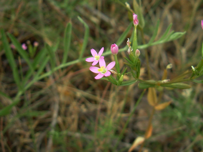 Centaurium erythraea sl. e foglie di Blackstonia sp.